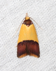 Heteroteucha dichroella
