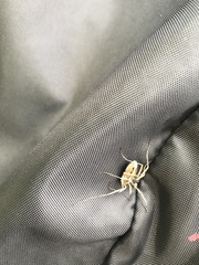 Odiellus troguloides