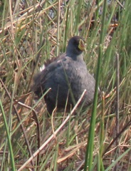 Paragallinula angulata