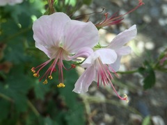 Geranium × cantabrigiense