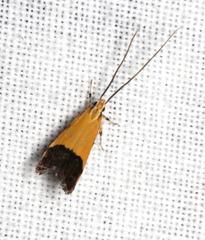 Crocanthes micradelpha