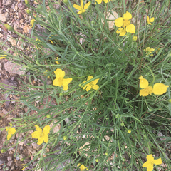 Psilostrophe cooperi