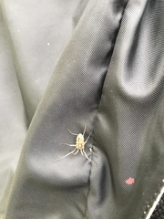 Odiellus troguloides