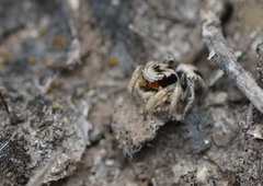 Habronattus virgulatus