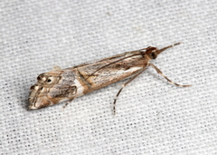 Hednota longipalpella
