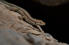 Phoenicolacerta kulzeri