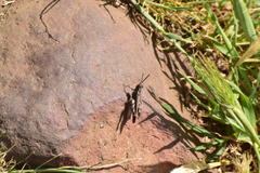 Chimarocephala pacifica