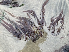 Grateloupia doryphora