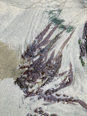 Grateloupia doryphora