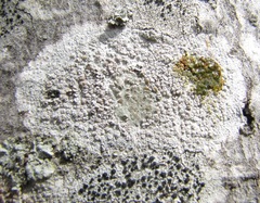 Lecanora subpallens