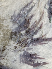 Grateloupia doryphora
