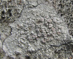 Lecanora subpallens