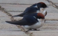 Hirundo smithii smithii