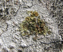 Lecanora subpallens