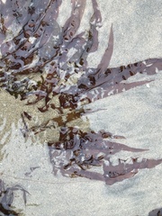 Grateloupia doryphora