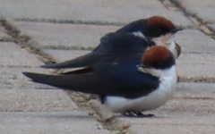 Hirundo smithii smithii
