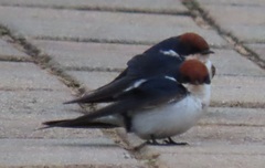 Hirundo smithii smithii