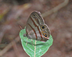 Cissia terrestris