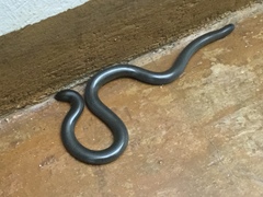 Afrotyphlops lineolatus