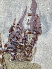 Grateloupia doryphora
