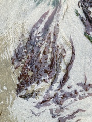 Grateloupia doryphora