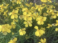 Psilostrophe cooperi