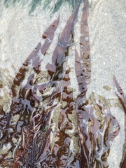 Grateloupia doryphora