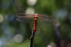 Libellula croceipennis
