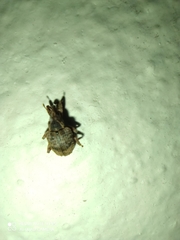 Conotrachelus seniculus