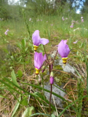 Primula pauciflora pauciflora