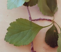 Crataegus margarettae