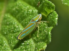 Graphocephala rufimargo