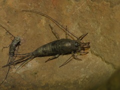 Petrobius brevistylis