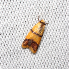 Heteroteucha translatella