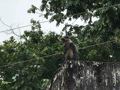 Cercopithecus mitis albogularis