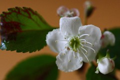 Crataegus margarettae