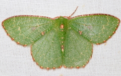 Eucyclodes metaspila