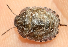 Psacasta exanthematica