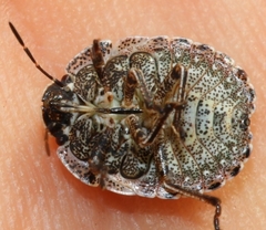 Psacasta exanthematica