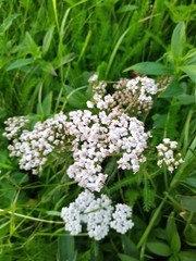 Achillea millefolium