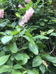 Clethra alnifolia