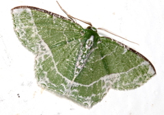 Eucyclodes insperata