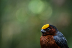 Catamblyrhynchus diadema