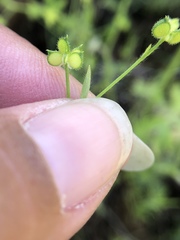 Ranunculus hebecarpus