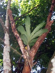 Clowesia russelliana