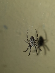 Araneus diadematus