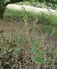 Epipactis helleborine