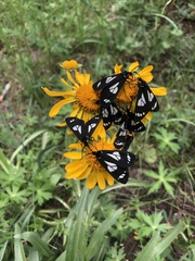 Gnophaela discreta
