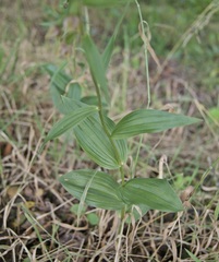 Epipactis helleborine