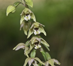 Epipactis helleborine